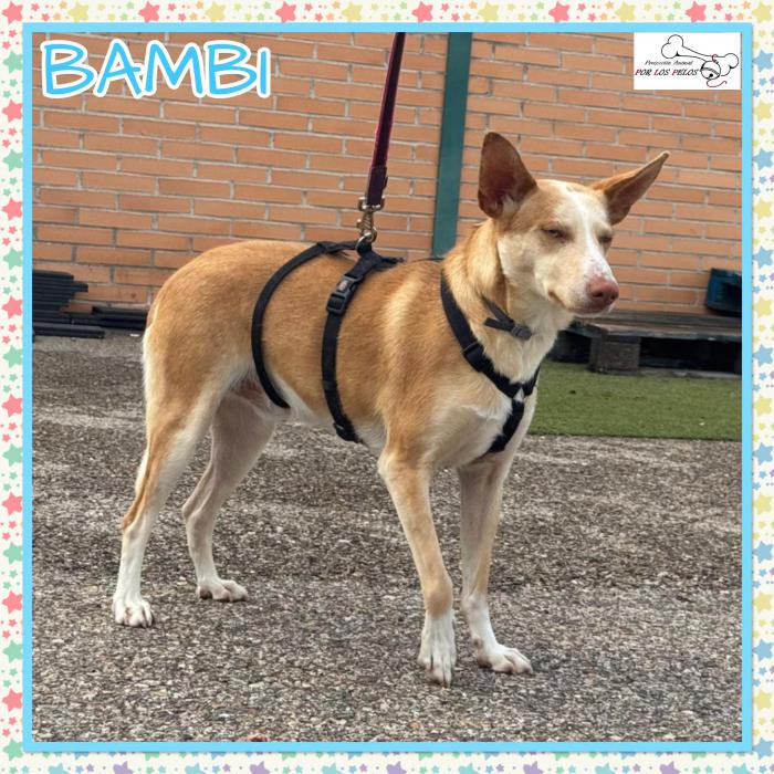 Bambi