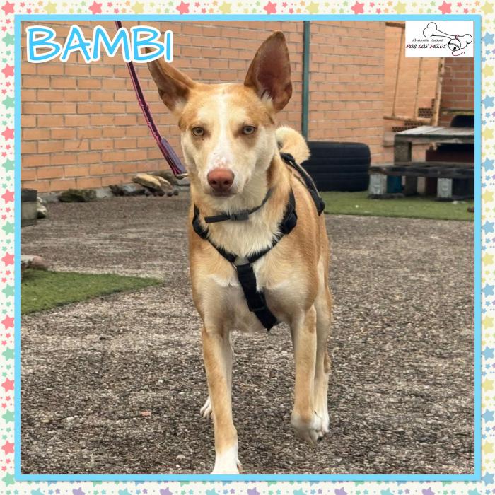 Bambi