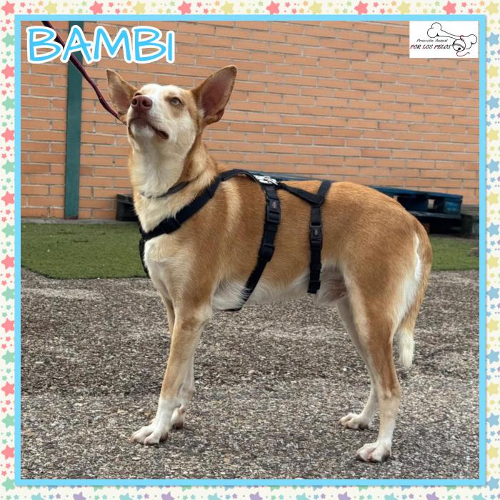 Bambi