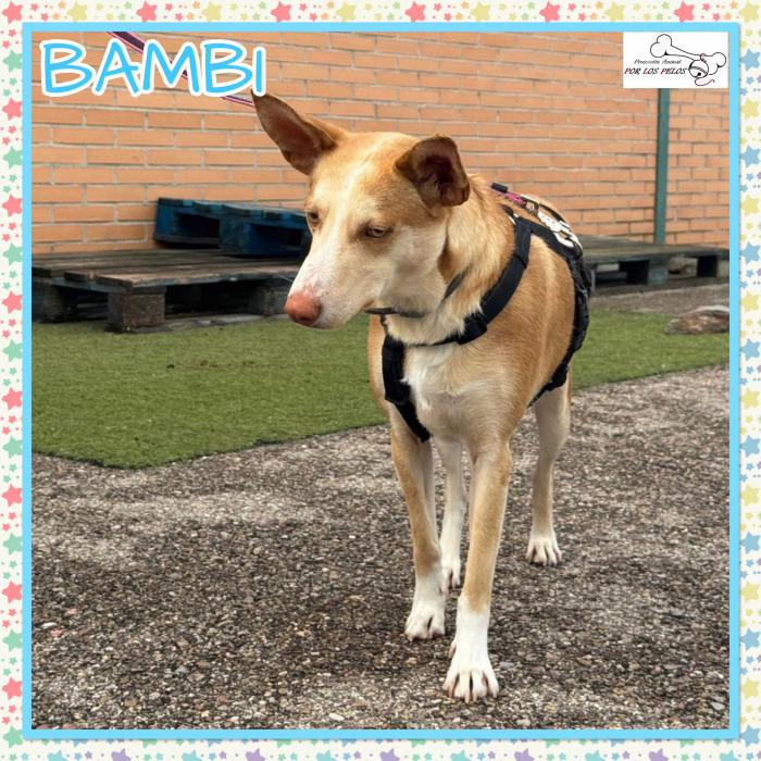 Bambi