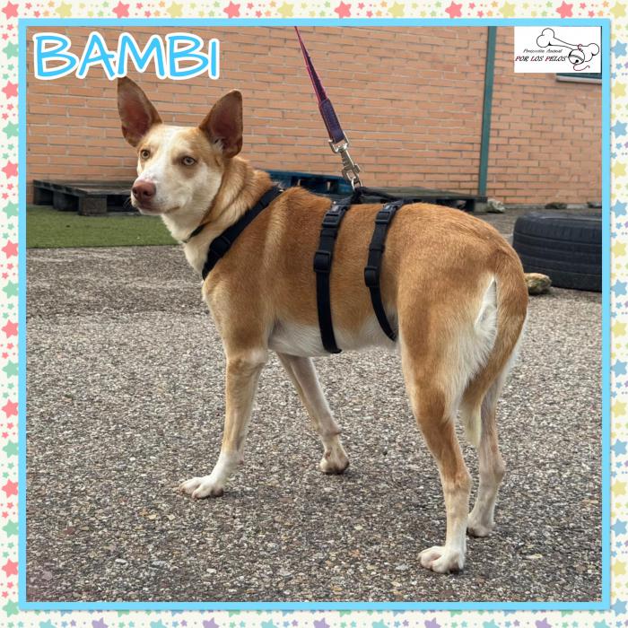 Bambi