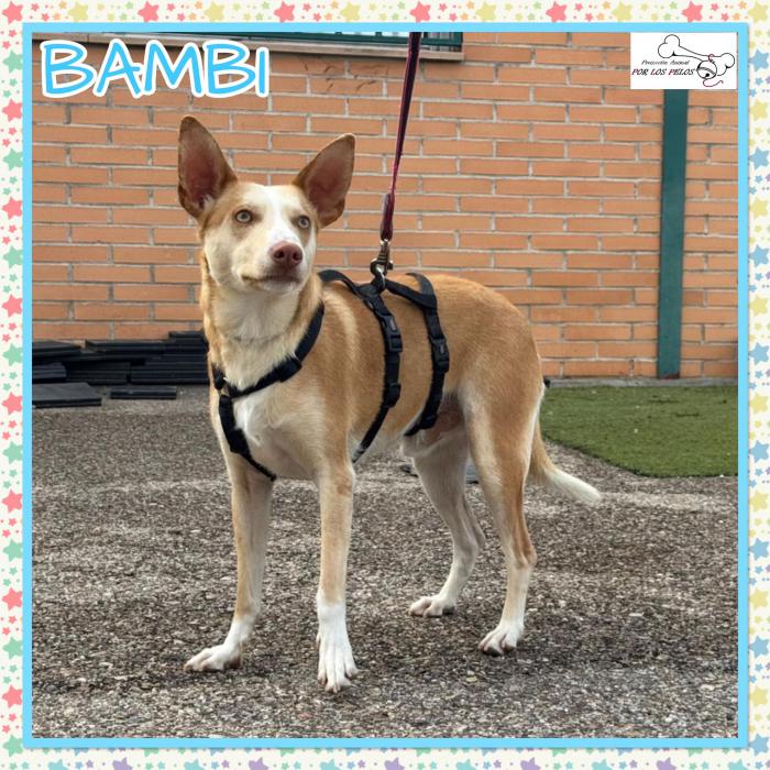 Bambi