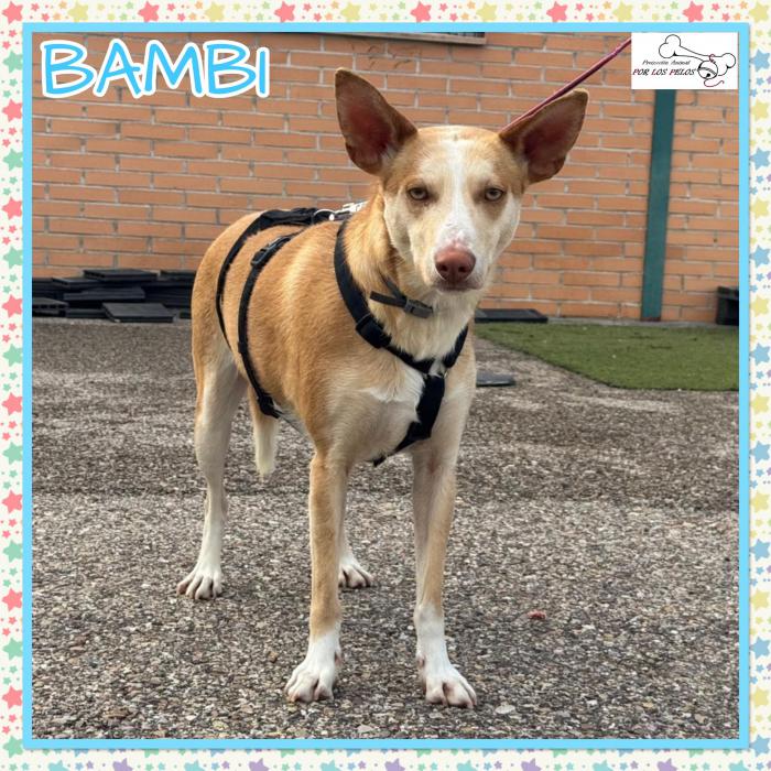 Bambi