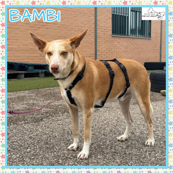 Bambi