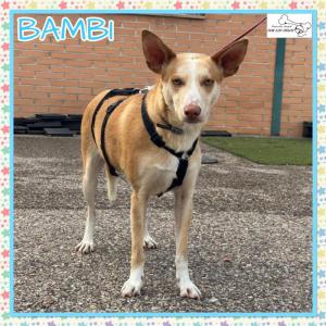 Bambi