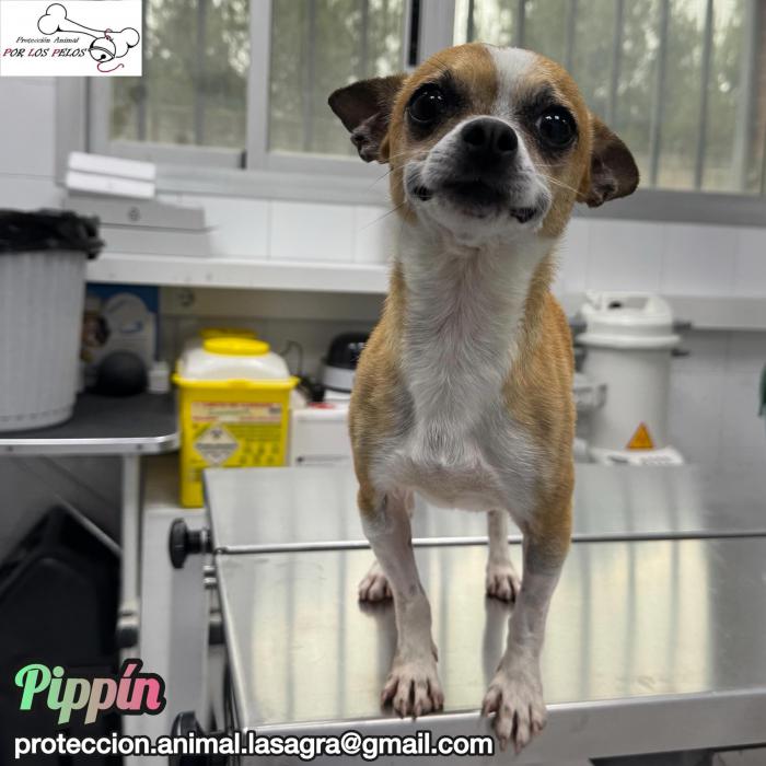 Pipp&iacute;n