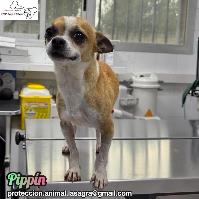 Pipp&iacute;n
