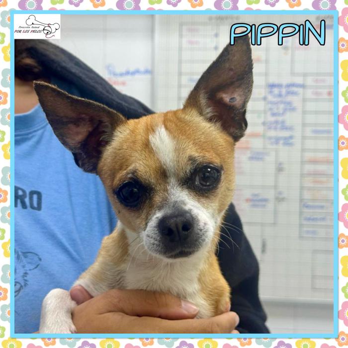 Pipp&iacute;n