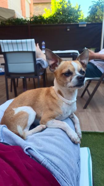 Pipp&iacute;n