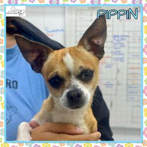 Pipp&iacute;n