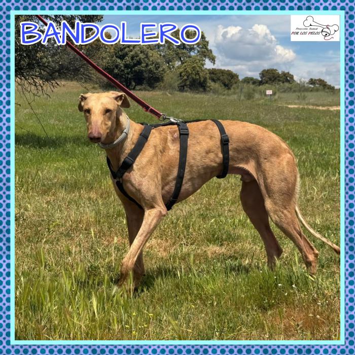 Bandolero