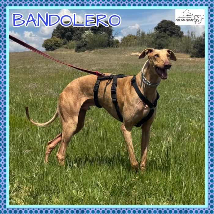 Bandolero