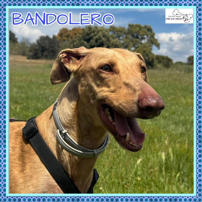 Bandolero