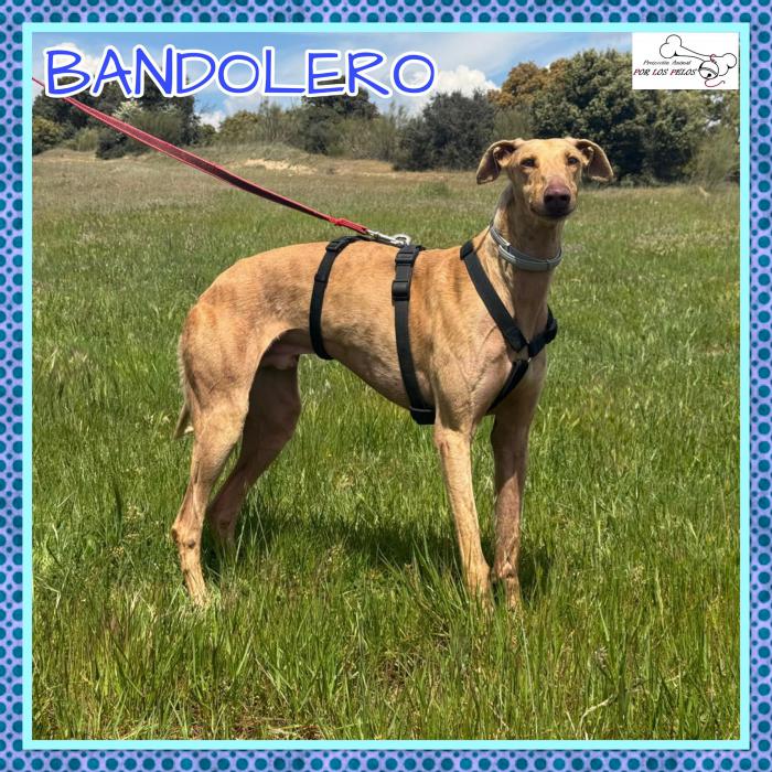 Bandolero