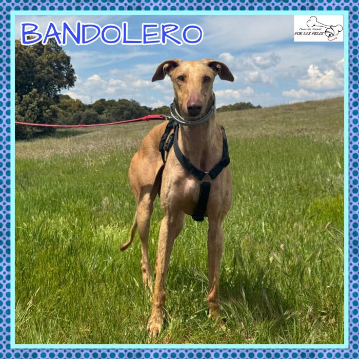 Bandolero