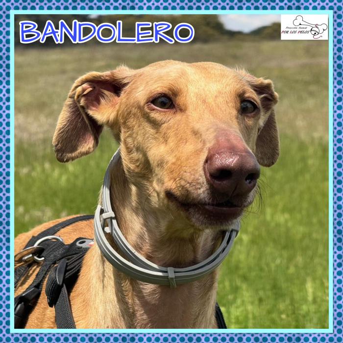 Bandolero