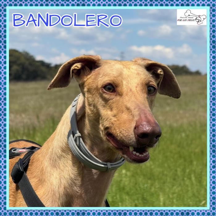 Bandolero
