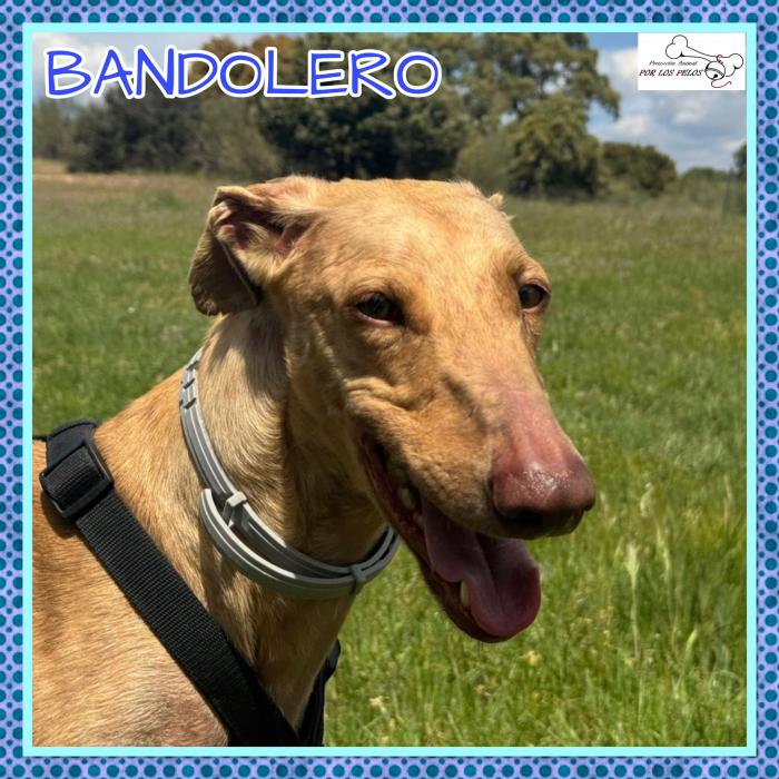 Bandolero
