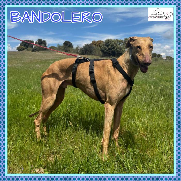 Bandolero