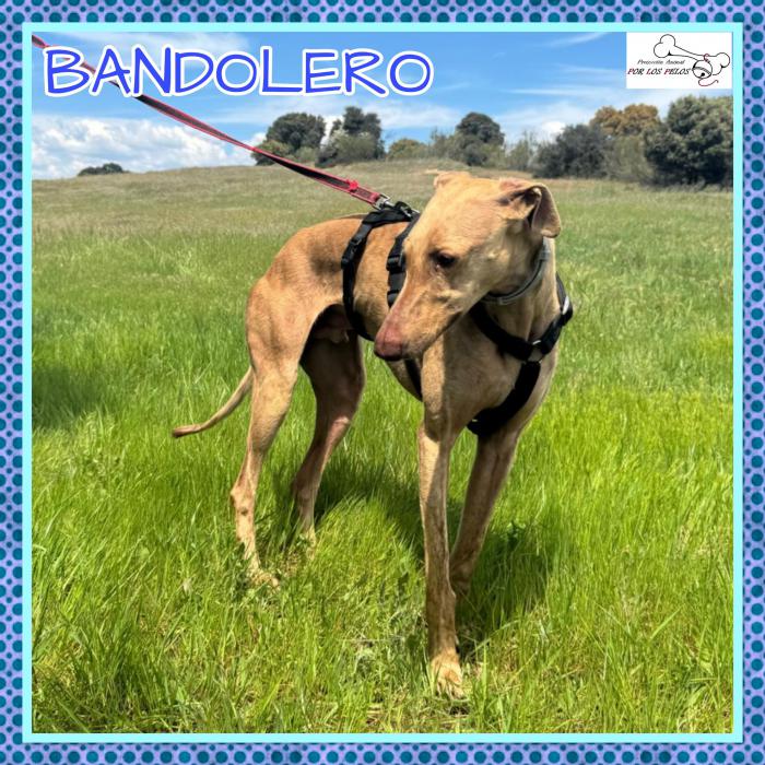 Bandolero