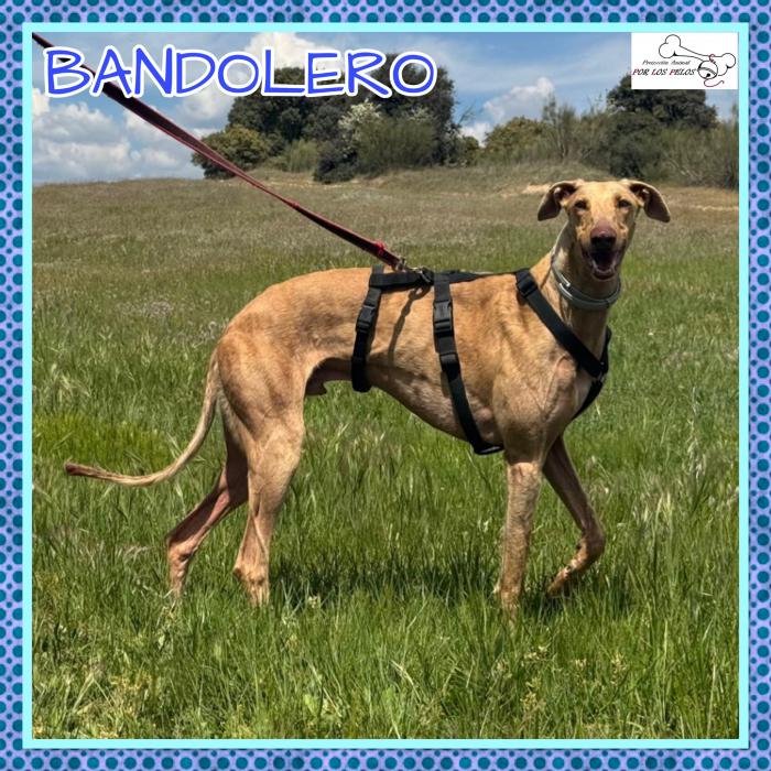 Bandolero