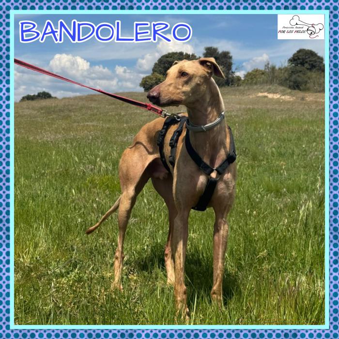 Bandolero