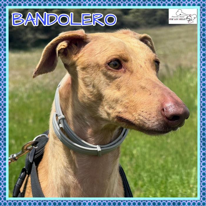 Bandolero