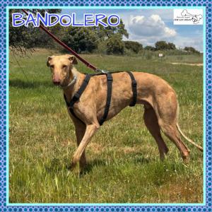 Bandolero