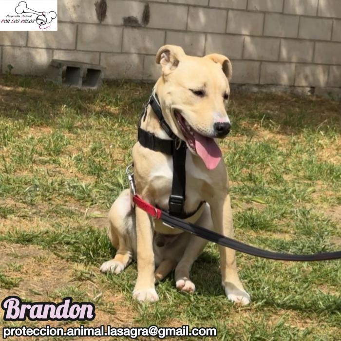 Brandon