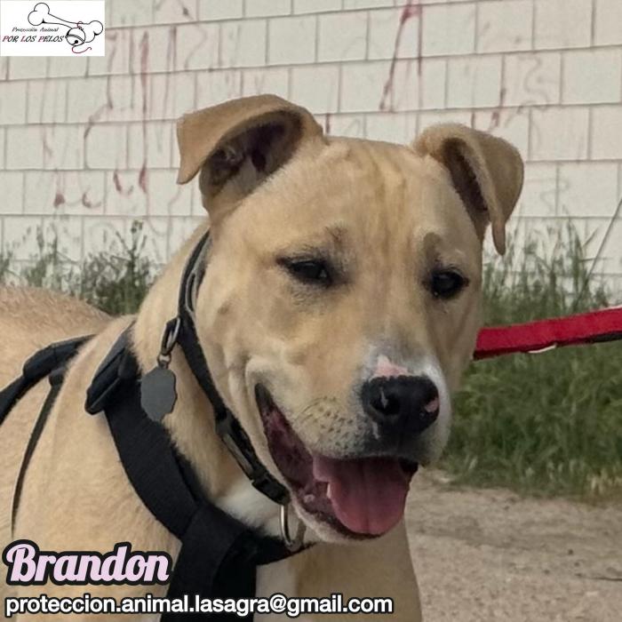 Brandon
