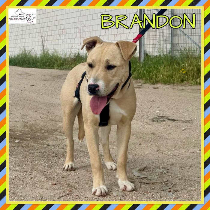 Brandon