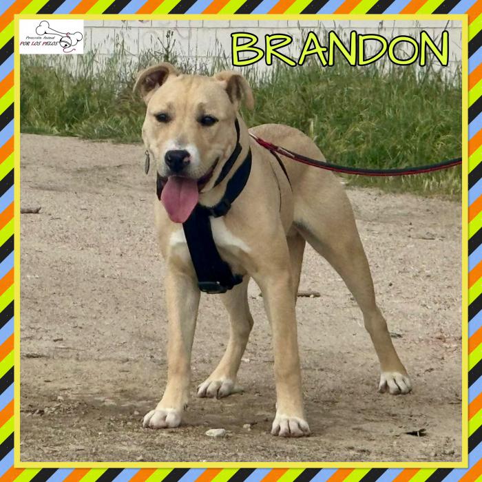 Brandon