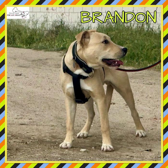 Brandon
