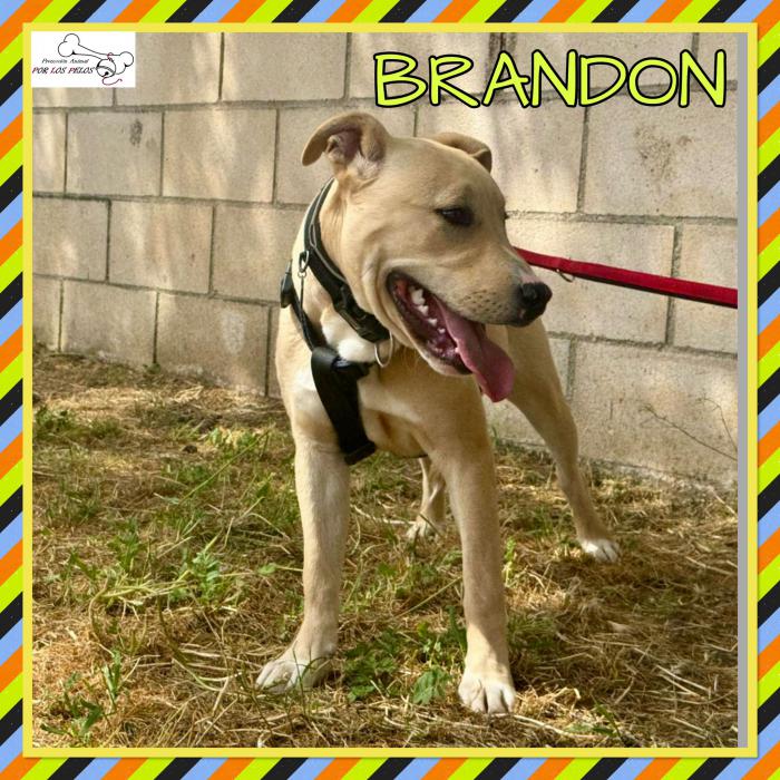 Brandon