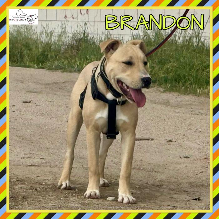 Brandon