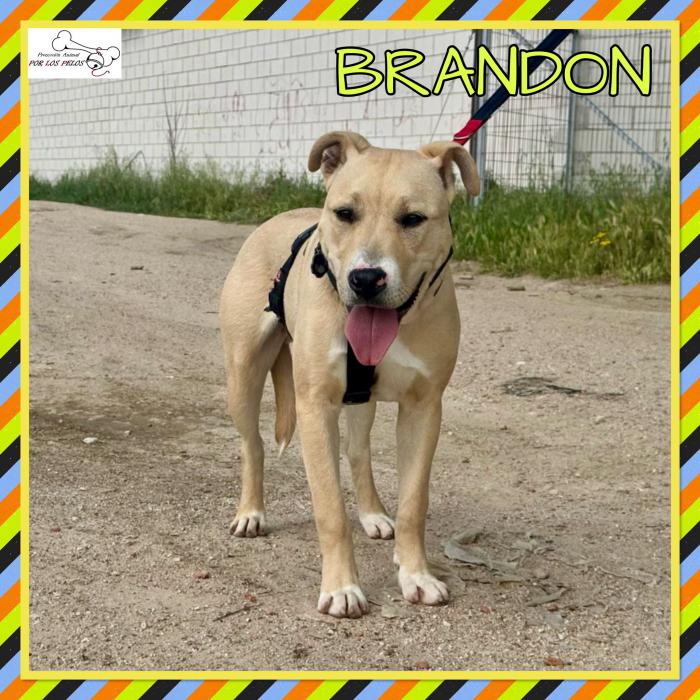Brandon