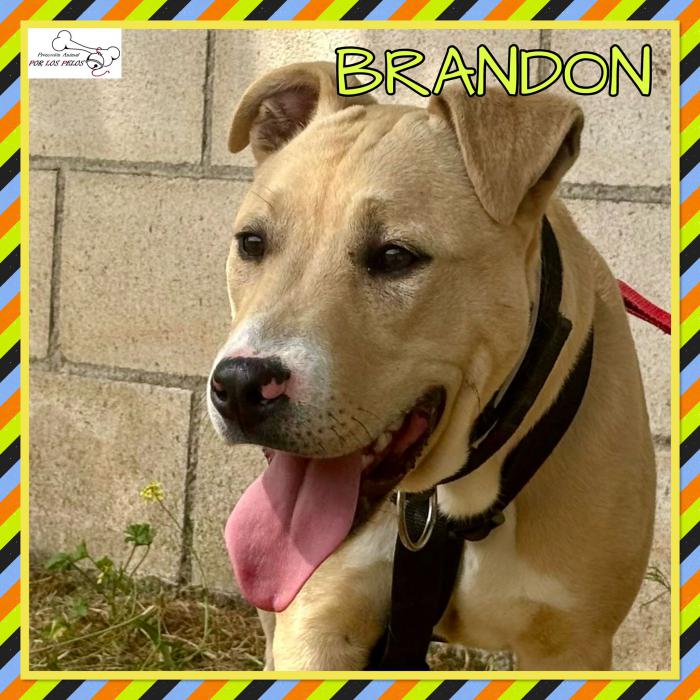 Brandon