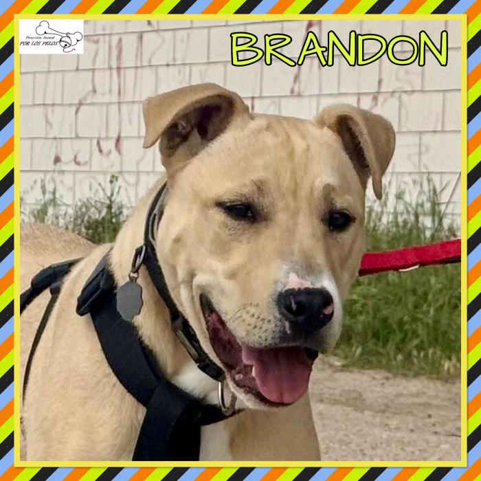 Brandon