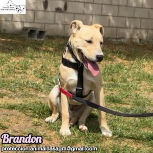 Brandon