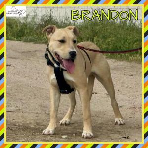 Brandon