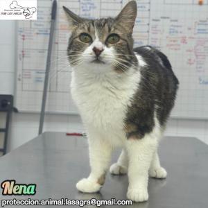 Nena