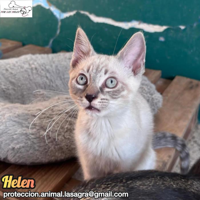 Helen