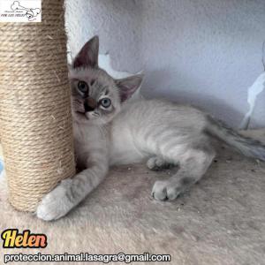 Helen