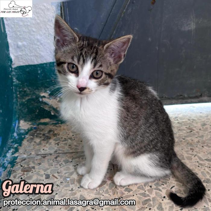 Galerna