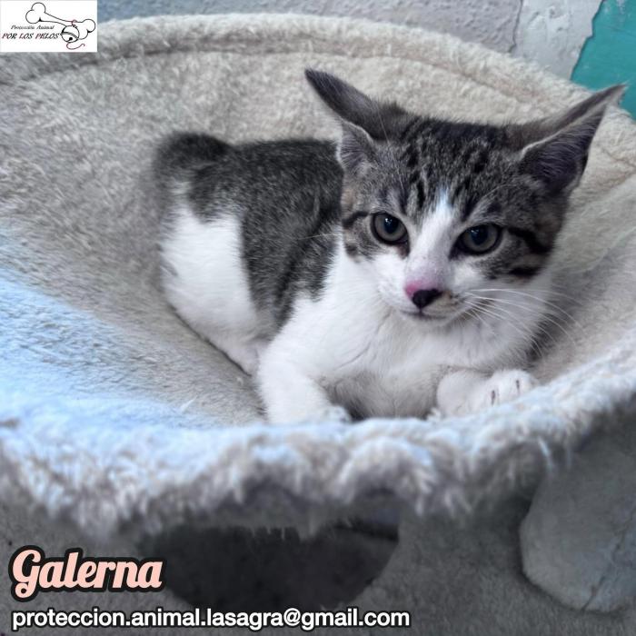 Galerna