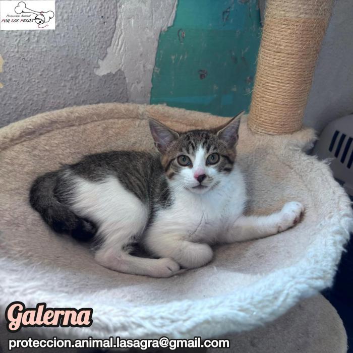 Galerna