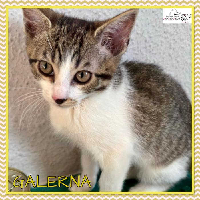 Galerna