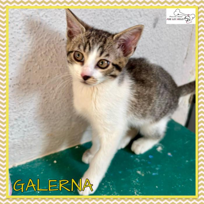 Galerna
