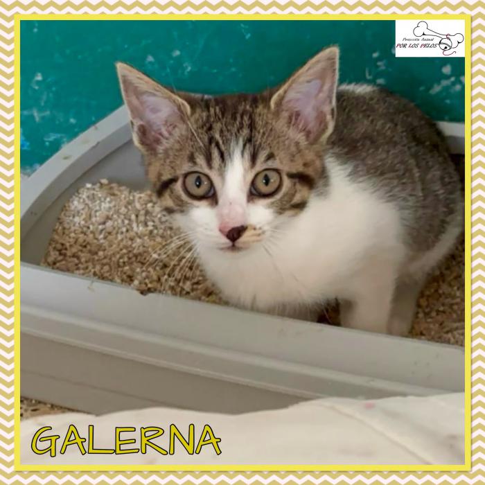 Galerna