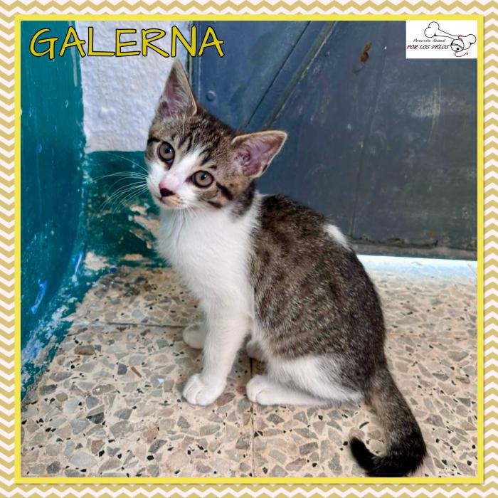 Galerna